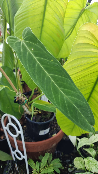 Anthurium panamense x warocqueanum - Velvet Leaf Aroid Root'd Plants 