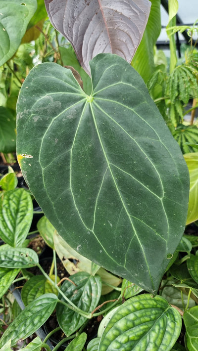 Anthurium papillilaminum hybrid - Velvet Leaf Root'd Plants 