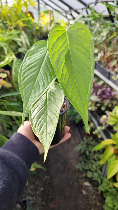 Anthurium cuspidatum Root'd Plants 