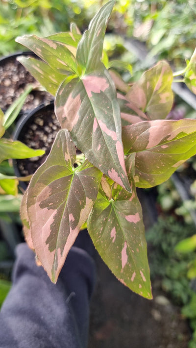 Syngonium podophyllum 'Red Spot' - Arrowhead Plant Root'd Plants 