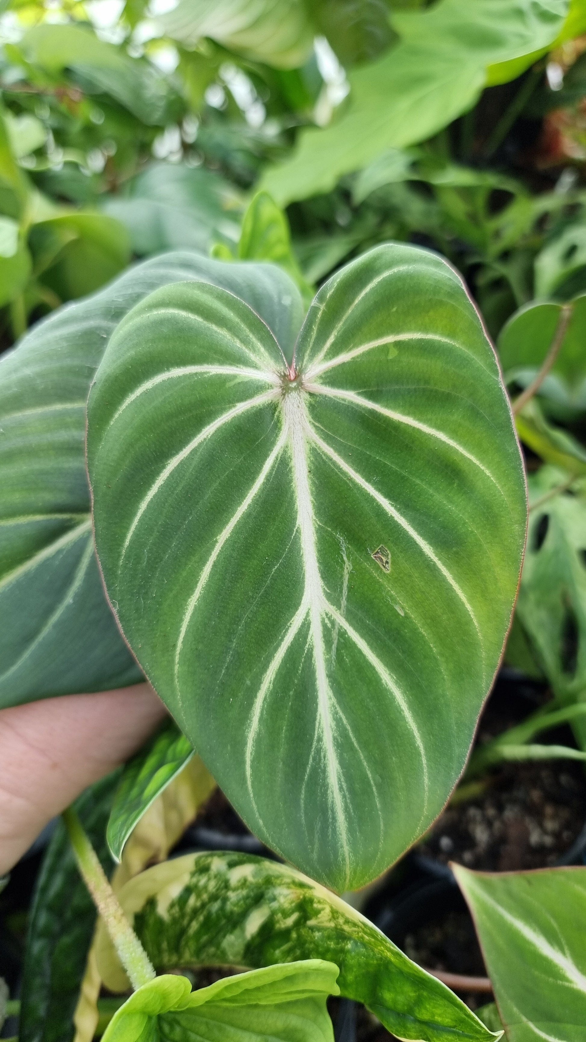 Philodendron gloriosum (dark form) Root'd Plants 