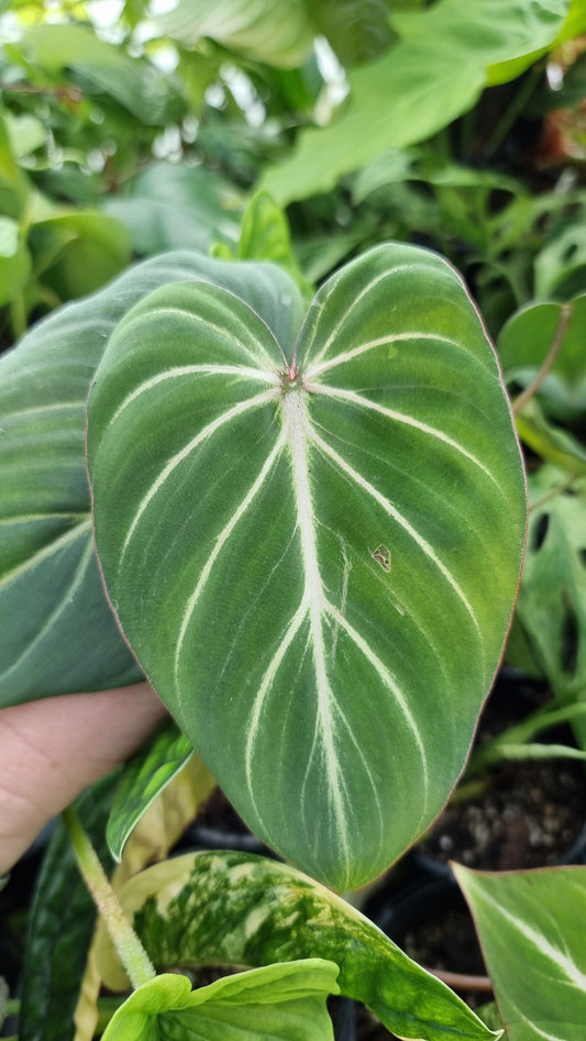Philodendron gloriosum (dark form) Root'd Plants 