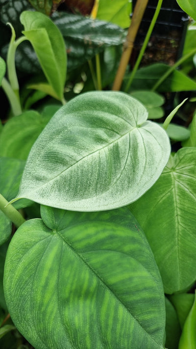 Syngonium chiapense 'Frosted Heart' - Arrowhead Plant Root'd Plants 