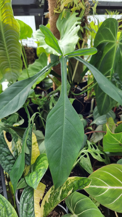 Philodendron joepii Root'd Plants 