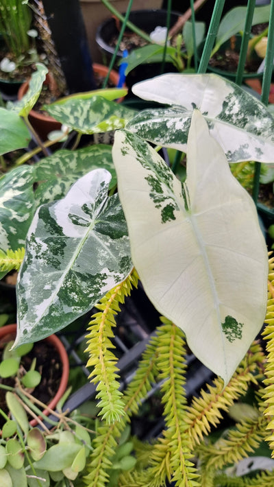Alocasia micholitziana 'Frydek' - Variegated Green Velvet Root'd Plants 
