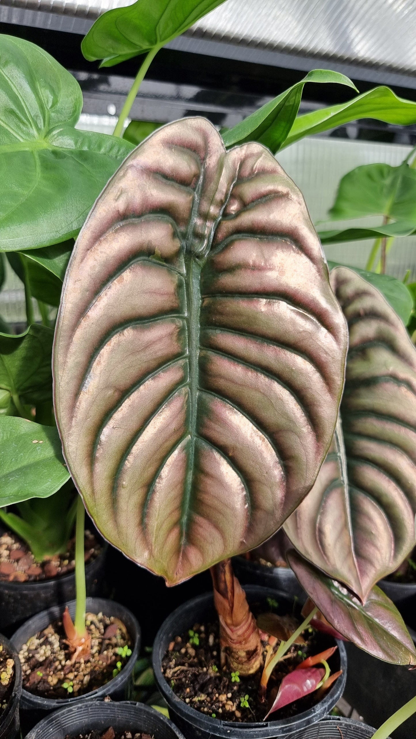 Alocasia cuprea ‘Red Secret’ - Mirror plant, Elephant ear. Potted Houseplants Root'd Plants 