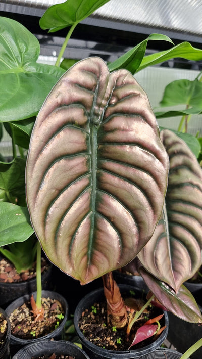 Alocasia cuprea ‘Red Secret’ - Mirror plant, Elephant ear. Potted Houseplants Root'd Plants 