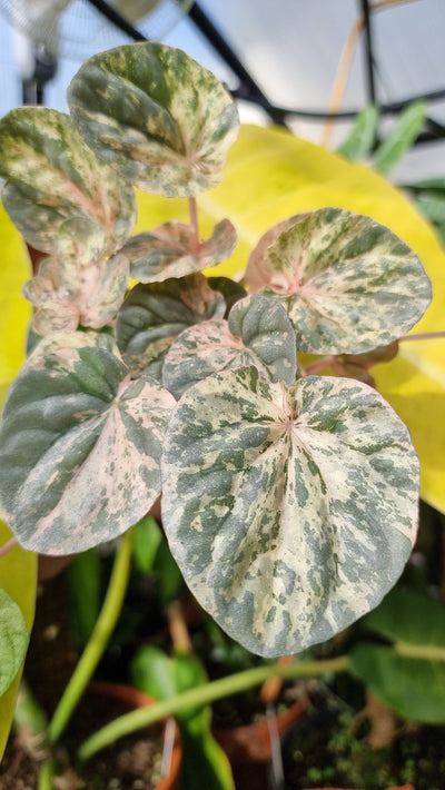 Peperomia caperata 'Pink Lady' Root'd Plants 