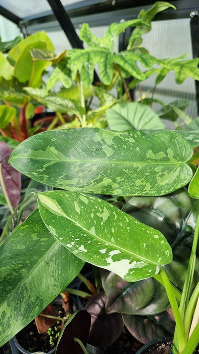 Philodendron 'Jose Buono' Root'd Plants 