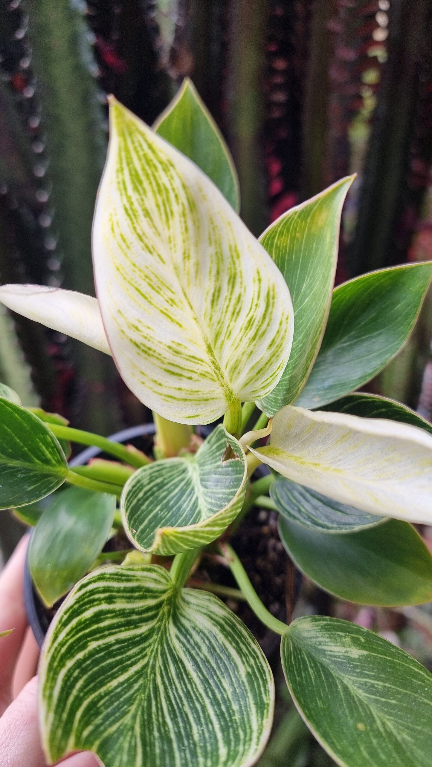 Philodendron 'Birkin' Plants Root'd Plants 