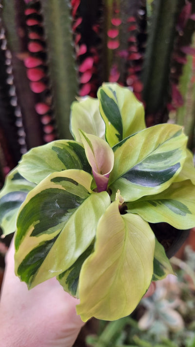 Goeppertia (Calathea) louisae ‘Thai Beauty’ Potted Houseplants Root'd Plants 