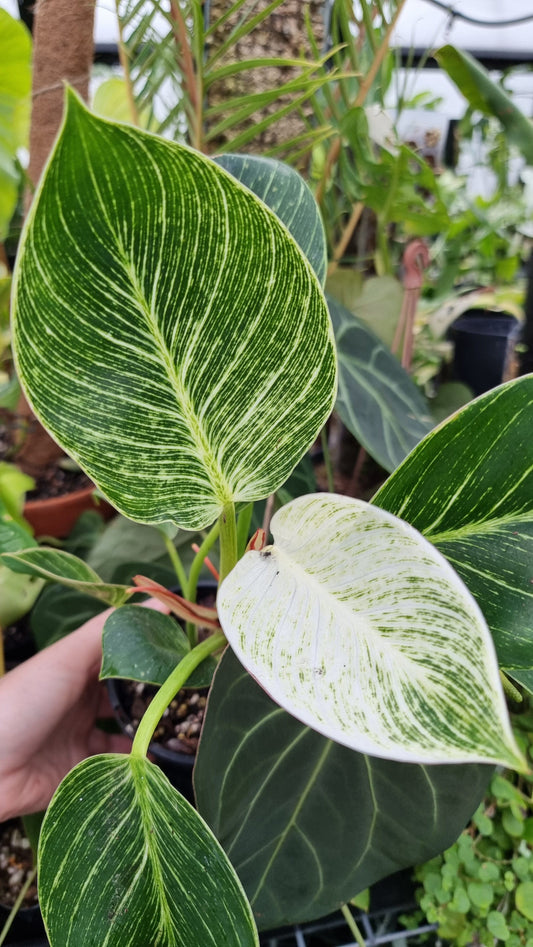 Philodendron 'Birkin' Plants Root'd Plants 