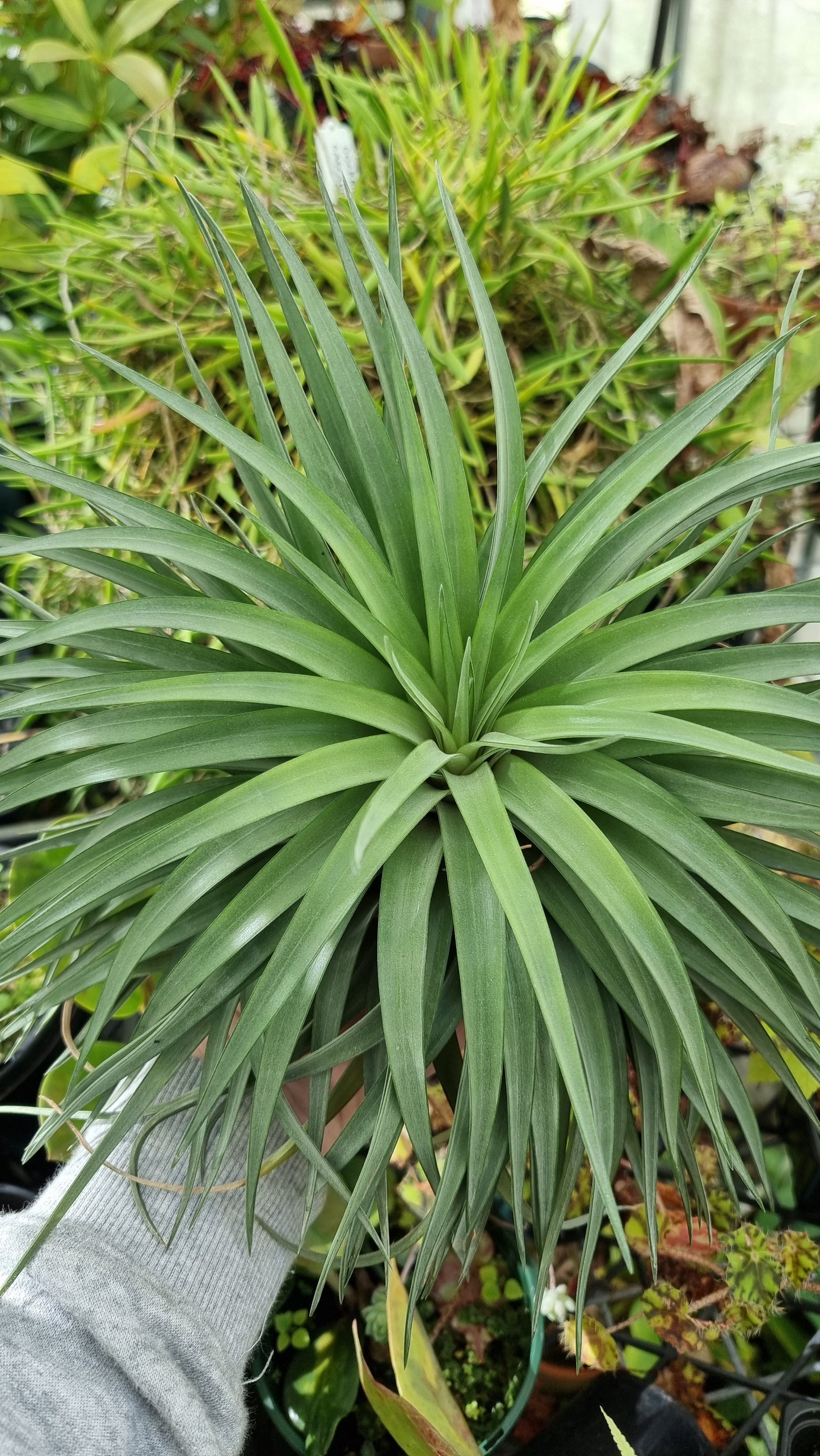 Tillandsia x NOID - Air Plant