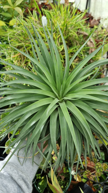 Tillandsia x NOID - Air Plant