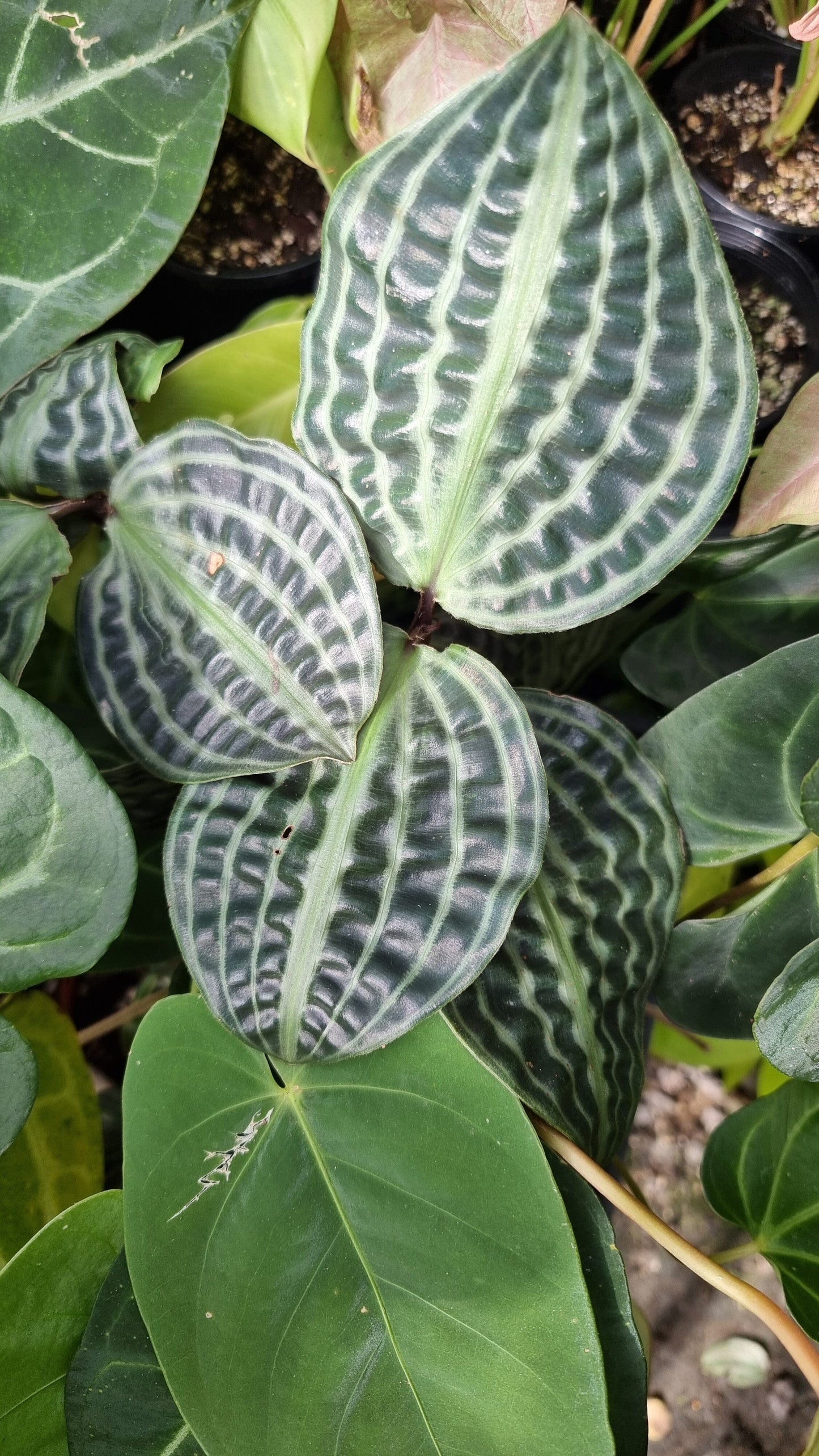 Geogenanthus poeppigii (Non-TC) Root'd Plants 
