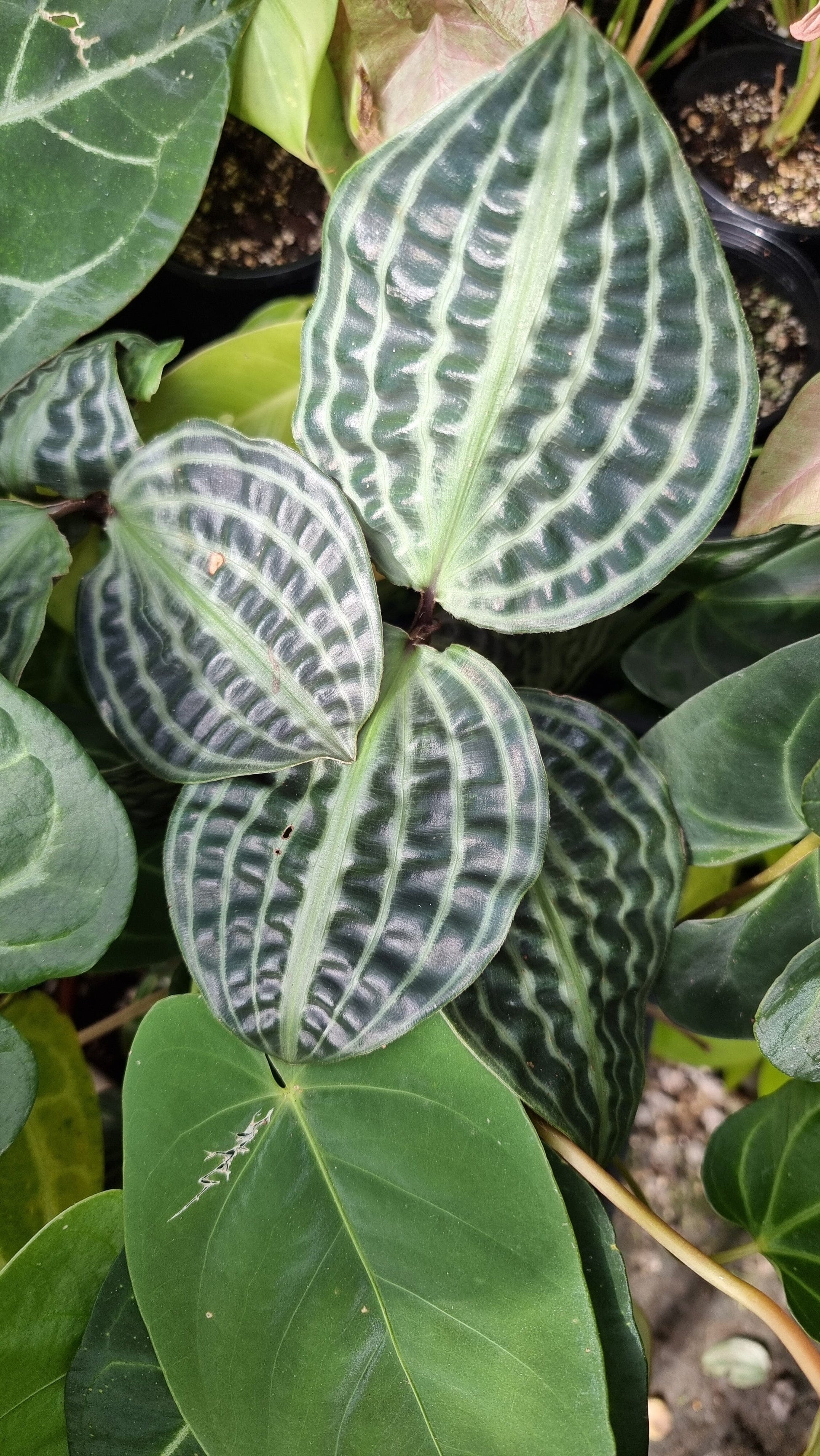 Geogenanthus poeppigii (Non-TC) Root'd Plants 