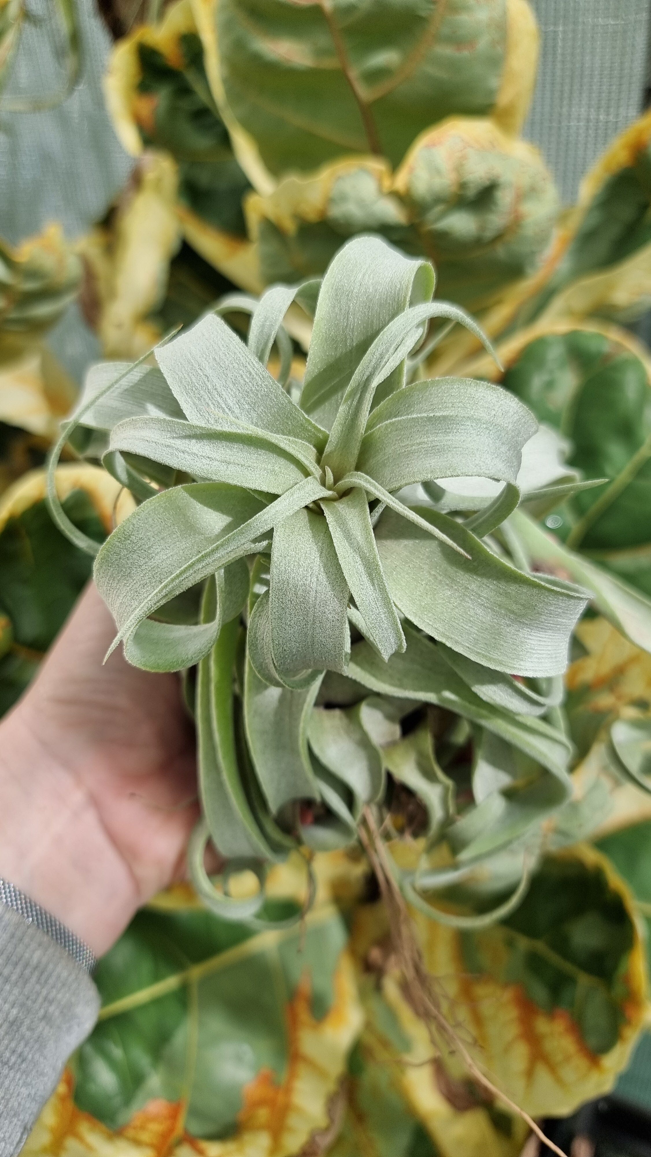 Tillandsia streptophylla - Air Plant Root'd Plants Loose 