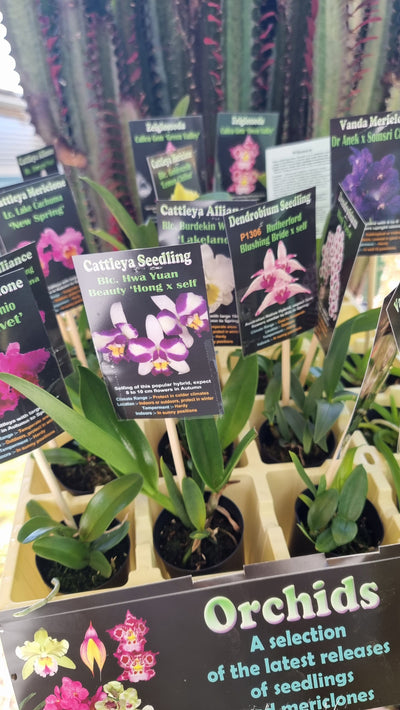 Cattleya Orchid Varieties 50mm - Boat Orchid Root'd Plants 
