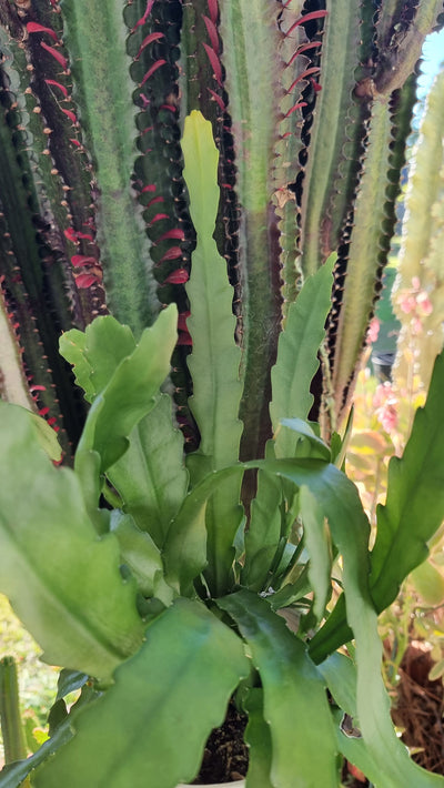 Disocactus nelsonii - Nelson Cactus Root'd Plants 