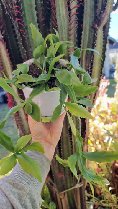 Rhipsalis goebeliana - Mistletoe Cactus Root'd Plants 