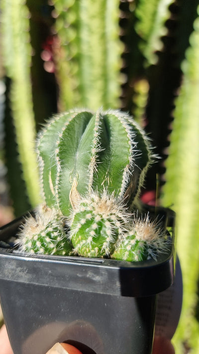 Notocactus magnificus 'Compacta' - Cactus Root'd Plants 