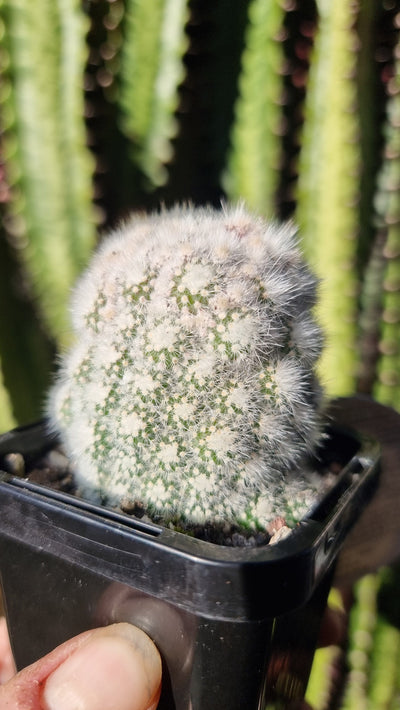 Parodia scopa var. minima - Cactus Root'd Plants 