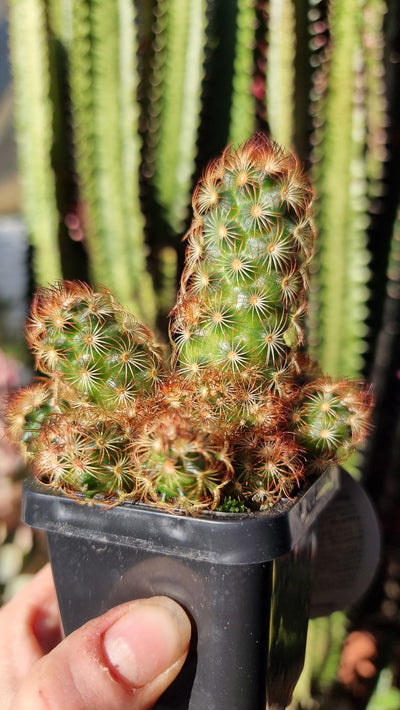 Mammillaria Elongata 'Red Form' - Cactus Indoor & Outdoor Plants Root'd Plants 