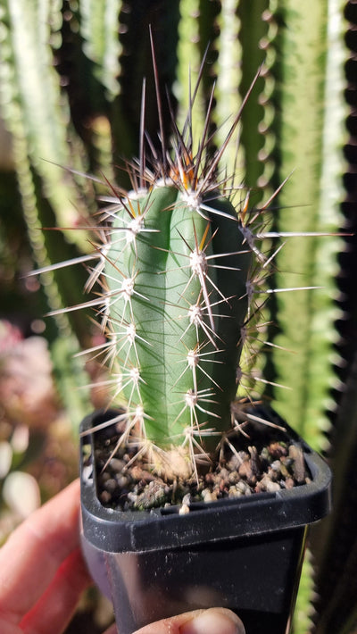 Stetsonia coryne - Cactus Indoor & Outdoor Plants Root'd Plants 
