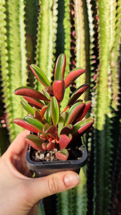 Peperomia graveolens 'Ruby Glow' Root'd Plants 