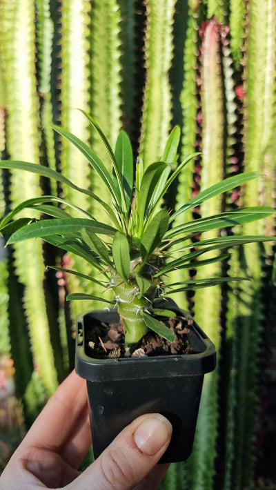 Pachypodium lamerii - Madagascar Palm Plants Root'd Plants 