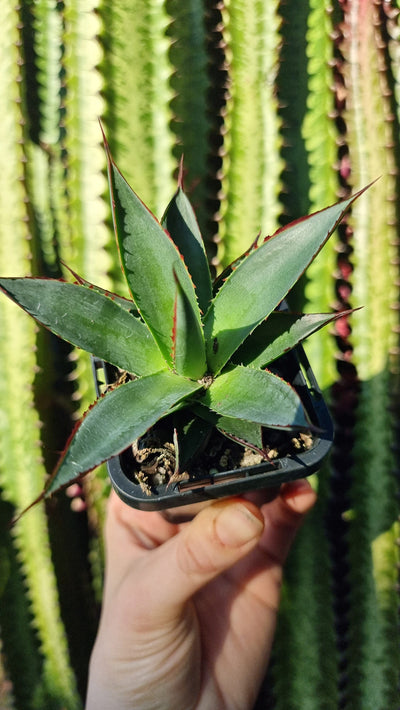 Agave 'Blue Glow' - Hybrid Root'd Plants 