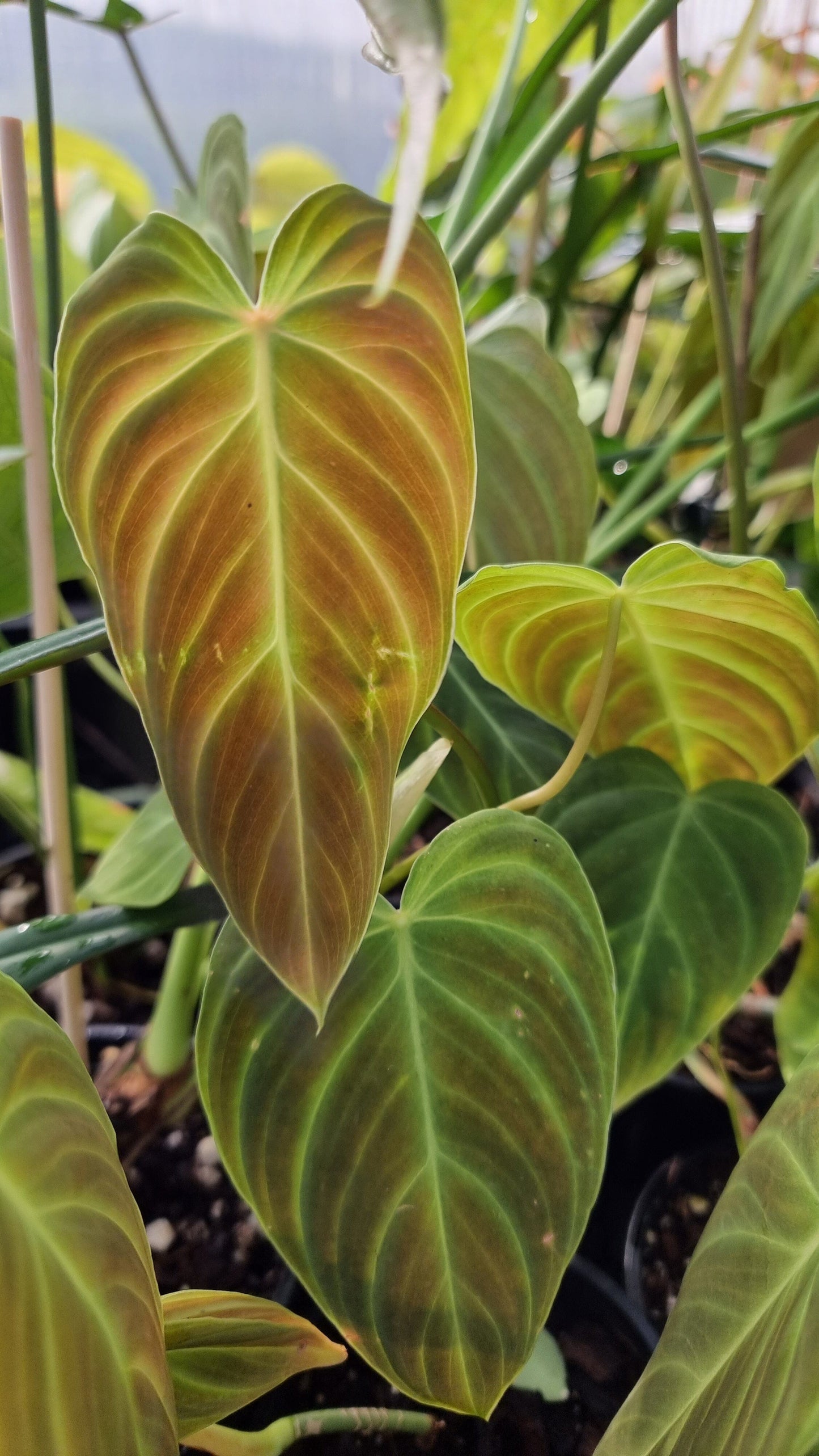 Philodendron 'Splendid' - Philodendron verrucosum x melanochrysum Root'd Plants 