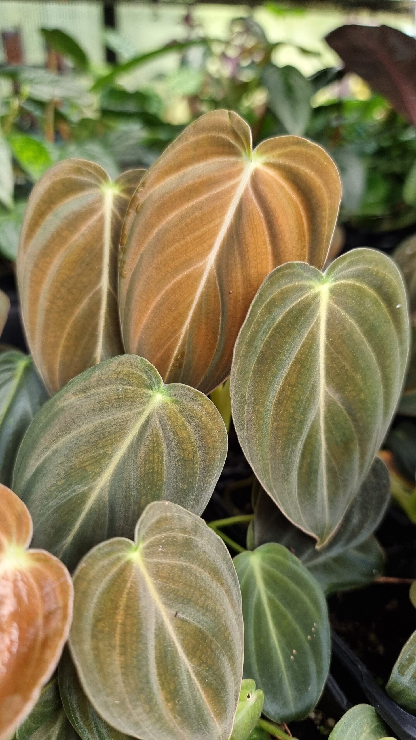 Philodendron melanochrysum Root'd Plants 
