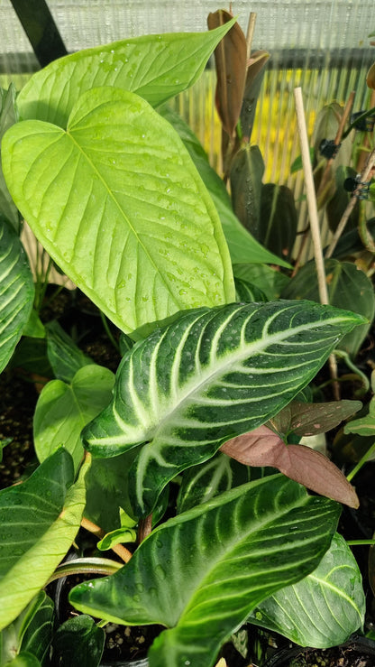 Anthurium cuspidatum - Oblong Berry Tree Root'd Plants 