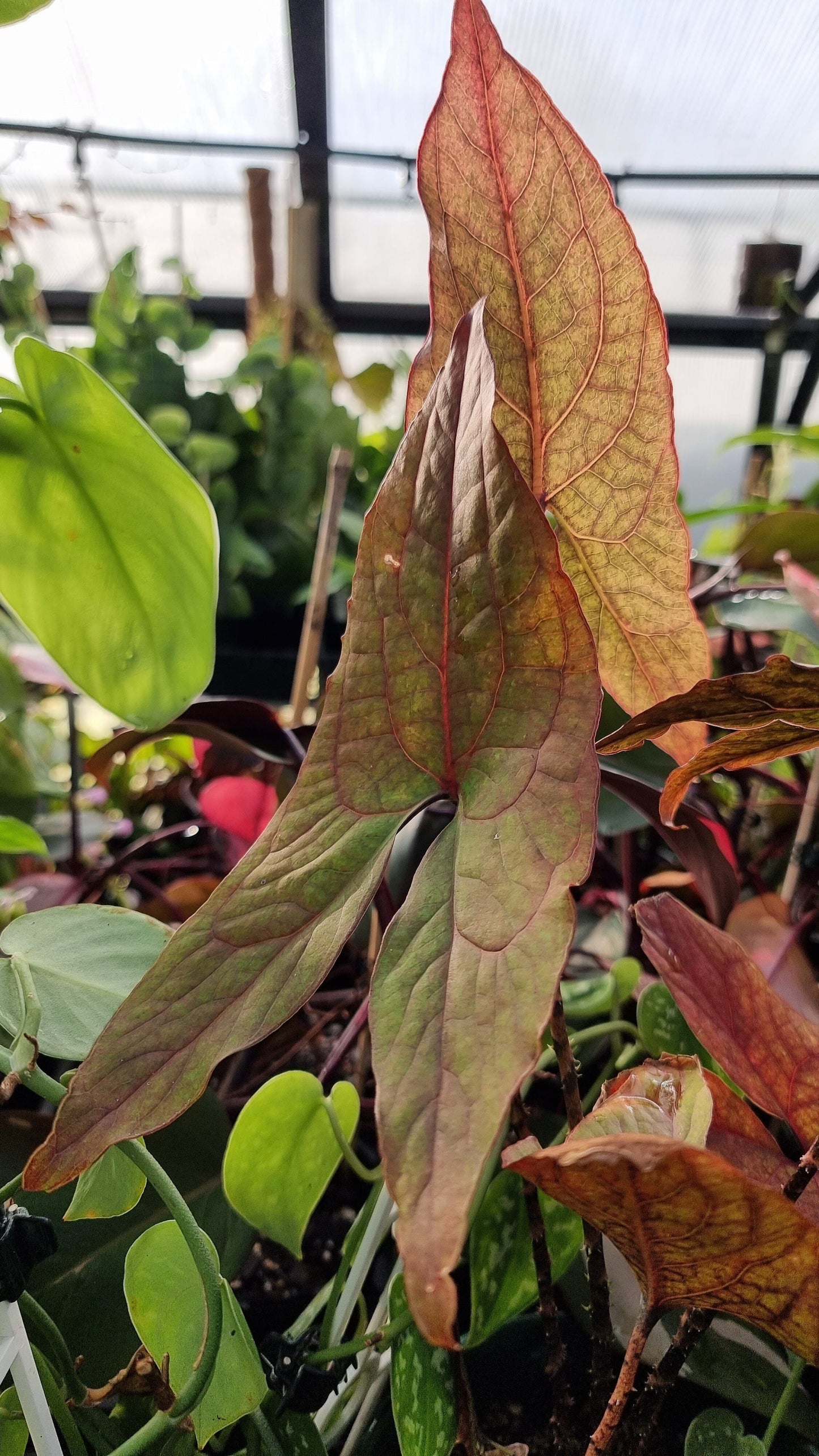 Cyrtosperma johnstonii Root'd Plants 