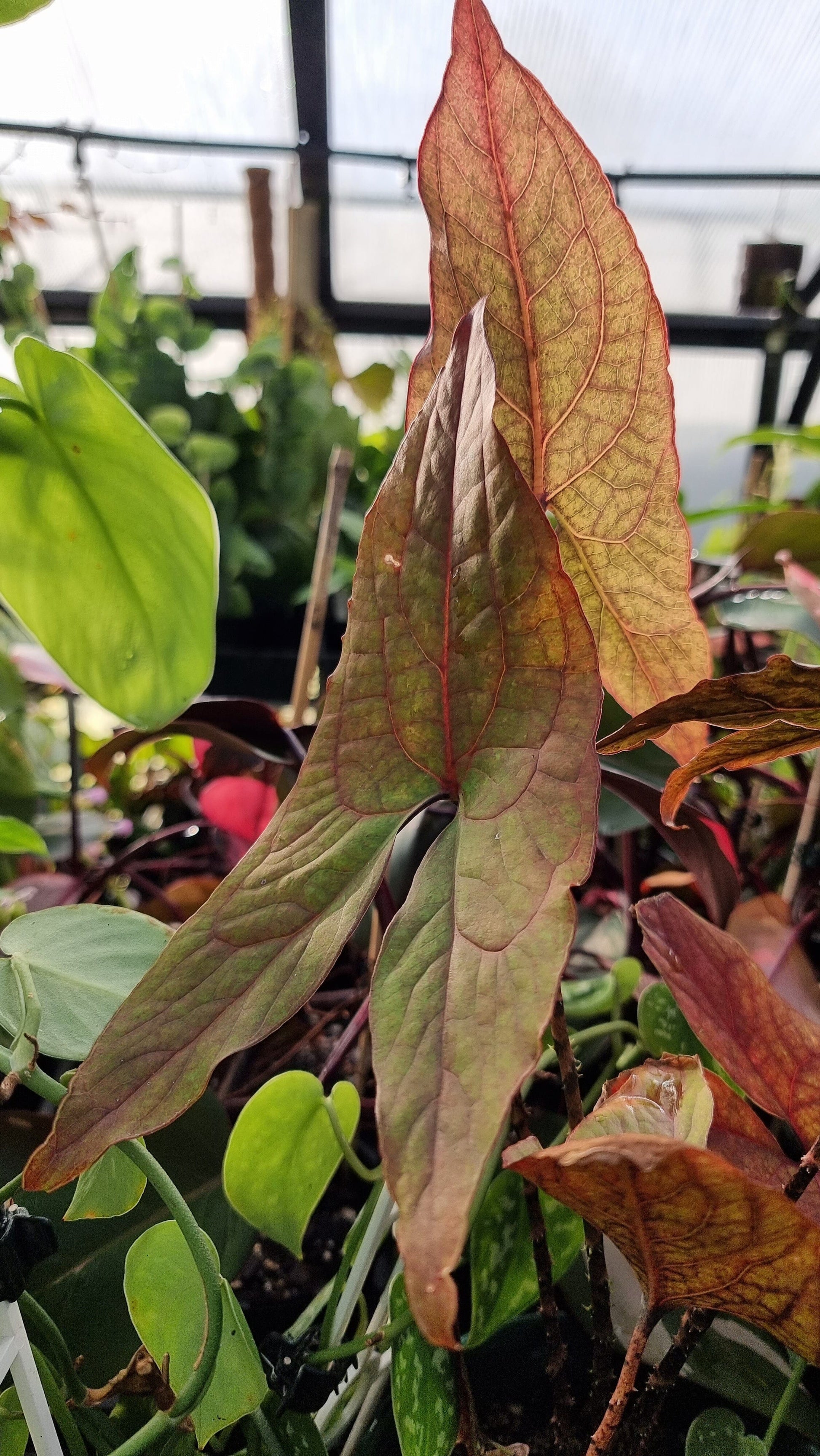 Cyrtosperma johnstonii Root'd Plants 