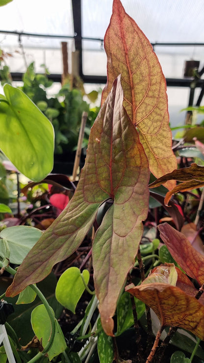 Cyrtosperma johnstonii Root'd Plants 