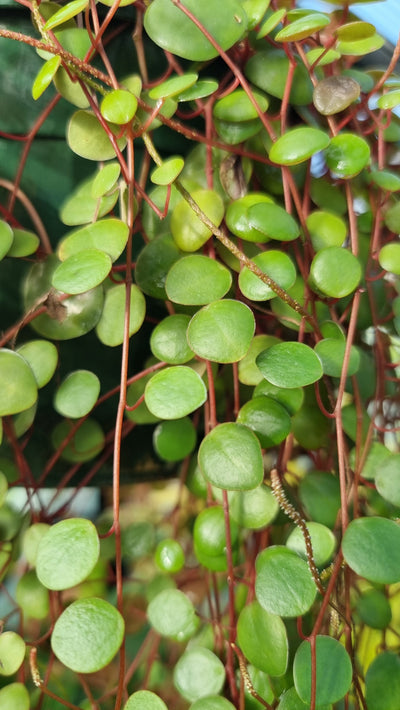 Peperomia prostrata 'Pepperspot' - String of Coins Root'd Plants 