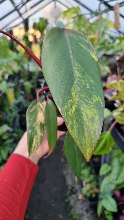Philodendron erubescens 'Strawberry Shake' Root'd Plants 