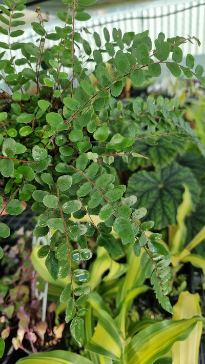 Pellaea rotundifolia - Button Fern Root'd Plants 