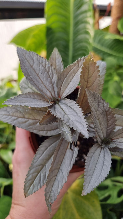 Pilea involucrata 'Silver' - Silver Friendship Plant Root'd Plants 