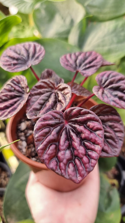 Peperomia caperata 'Schumi Red' - Ripple Pep Root'd Plants 