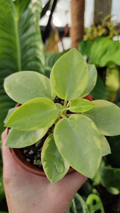Peperomia orba variegata - Variegated Pixie Plant Root'd Plants 