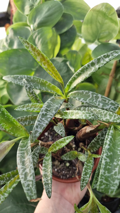 Ledebouria socialis (basionym. Scilla violacea) - Silver Squill Root'd Plants 