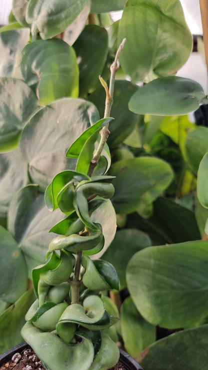 Hoya carnosa 'compacta' - Rope Hoya Root'd Plants 