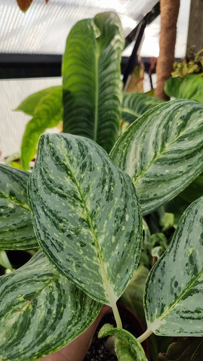 Aglaonema 'Golden Madonna' - Chinese Evergreen Root'd Plants 