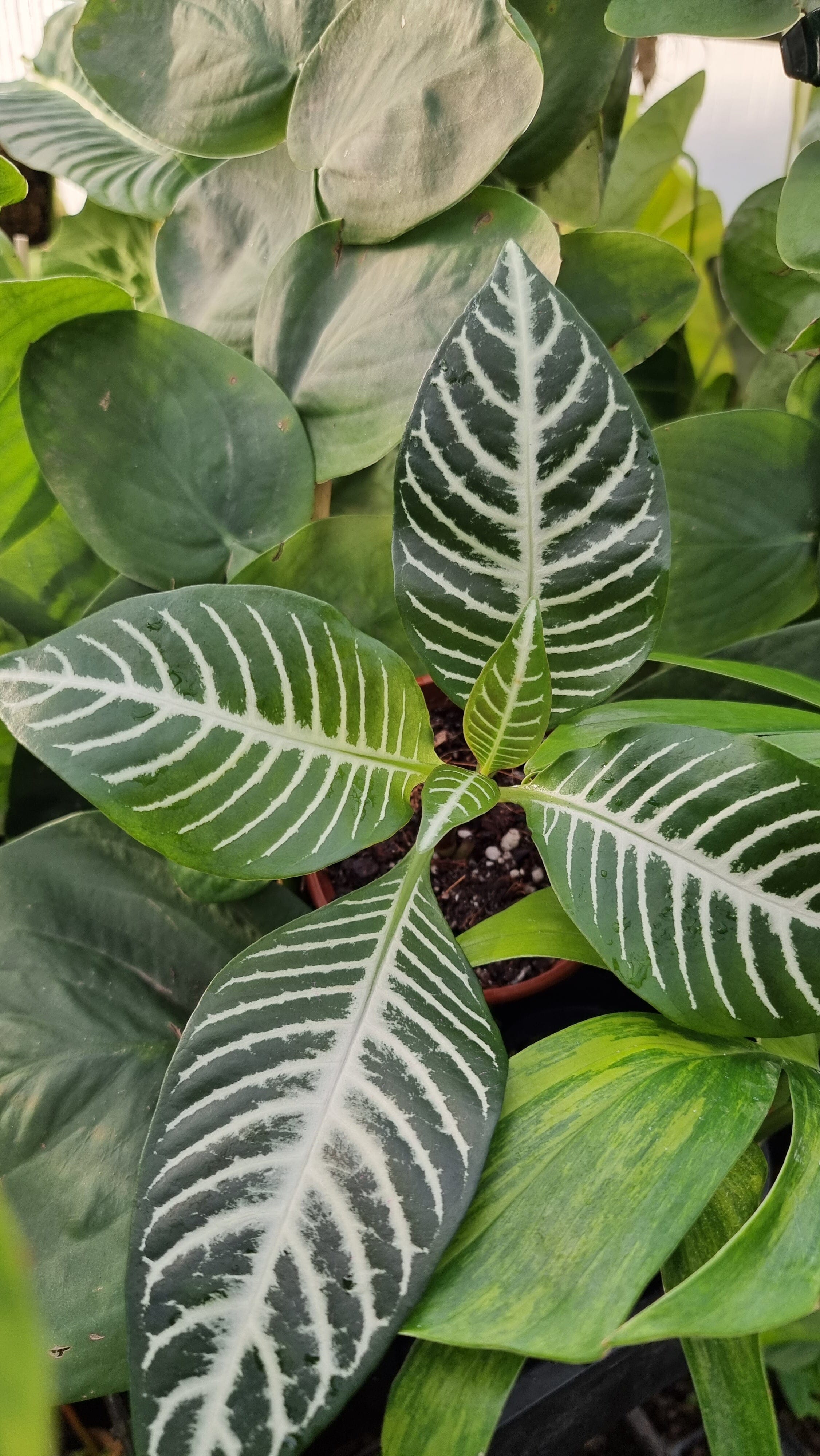 Aphelandra squarrosa - Zebra Plant Root'd Plants 