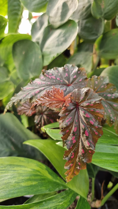 Begonia serratipetala Root'd Plants 