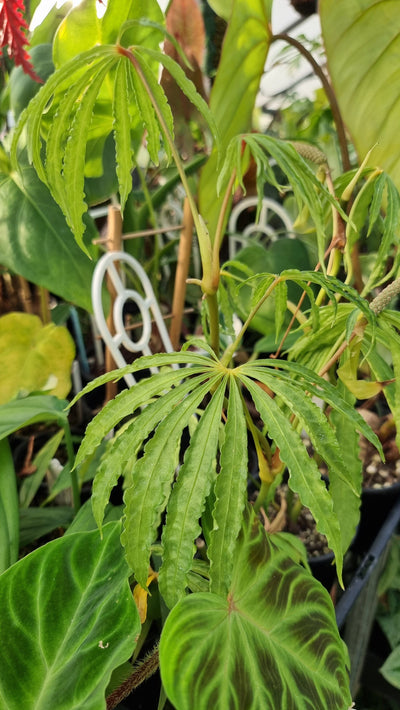 Anthurium polyschistum Plants Root'd Plants 