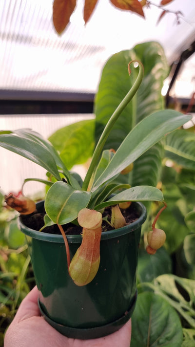 Nepenthes ventricosa - Hanging Pitcher Plant Root'd Plants 